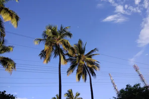 C tree