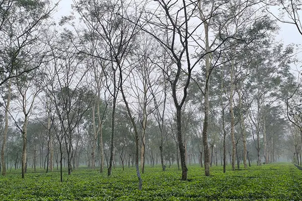 Beautiful Tea Garden of Dibrugarh,Assam