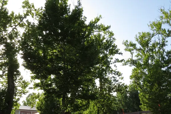 Kheer Bhawani, Ksheer Bhawani or the Ragnya Devi temple Young Chinar