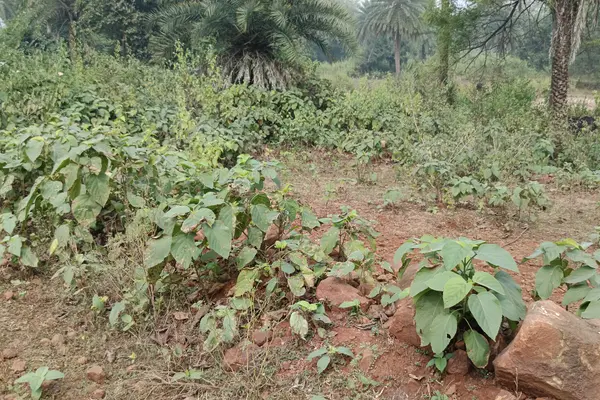 Hajaribagh 2