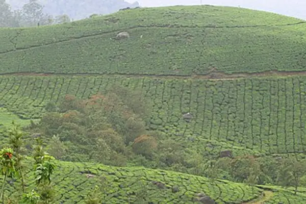 Munnar tea gardens