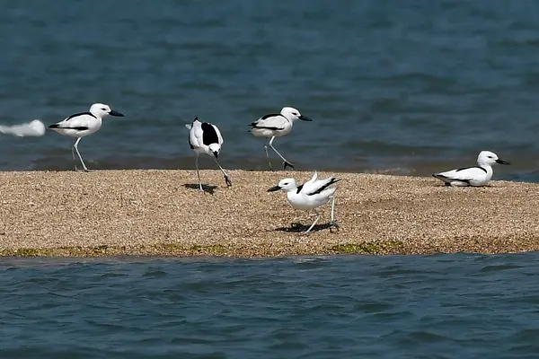 Crab Plover at Balachadi, Jamnagar, Gujarat AMSM7016