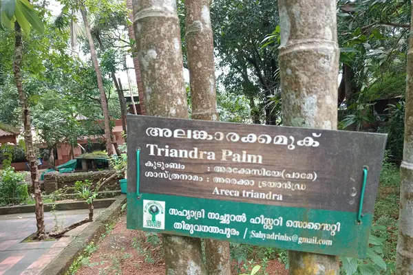 Tree in Anandashram, Kanhangad, Kasaragod District, Kerala, India.