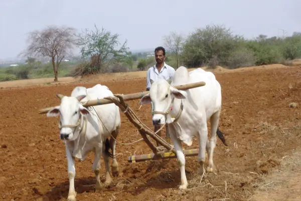 Mahabubnagar District farmer