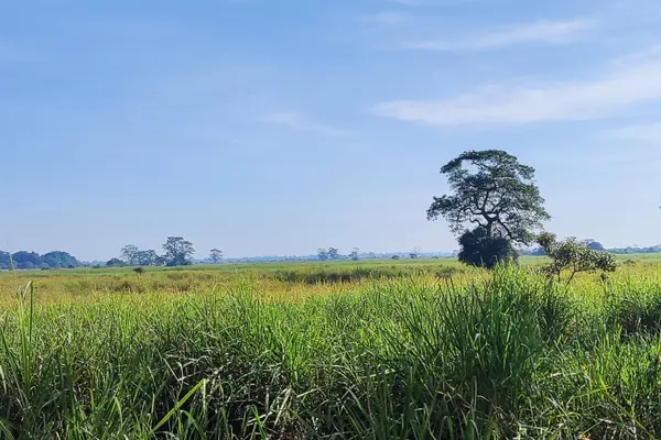 Kaziranga habitat 20231221 084943