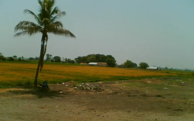 Paddyfield