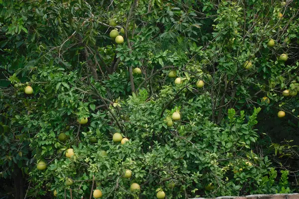 Gaagar (गागर) tree with unripe Gaagars
