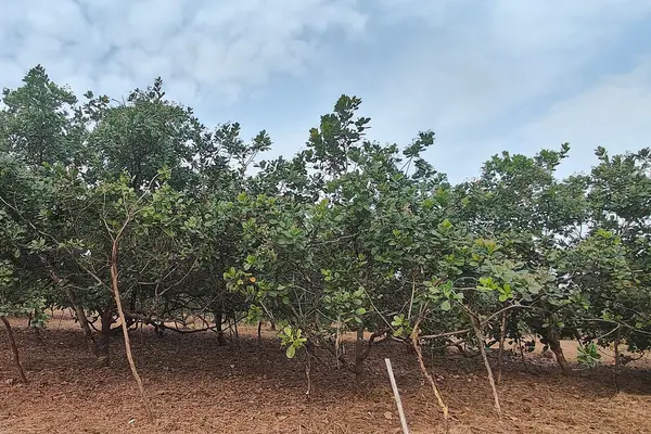 Cashew Plantations in Dodamarg, Sindhudurg, Maharashtra, India