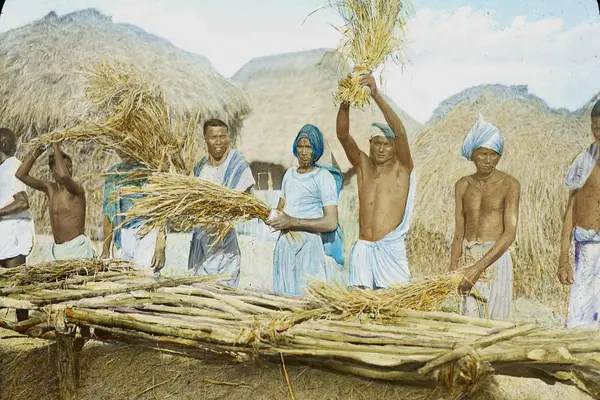 Tharus beating out the rice from the ears, Harnatar, India, ca. 1906 (IMP-CSCNWW33-OS14-51