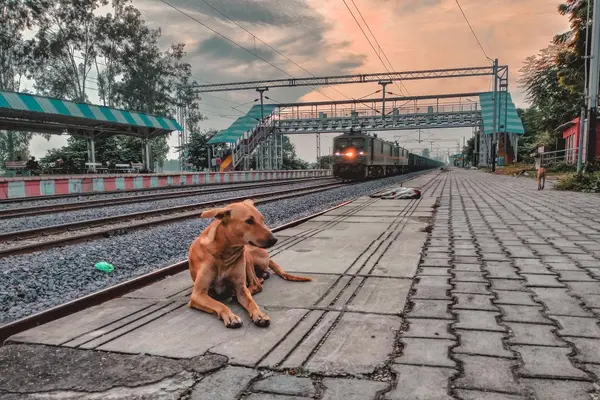 Dog resting at railway station