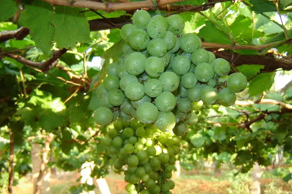 Grape cultivation in Tamil Nadu