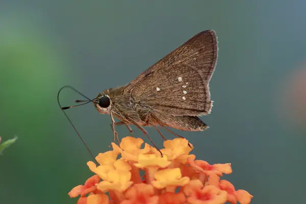 Pelopidas mathias India