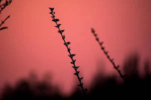 Karnataka sunset with silhouette of plant (Unsplash)